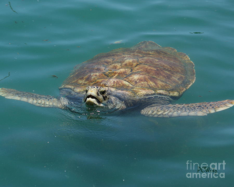 Sea Turtle Photograph by Patrick Witz