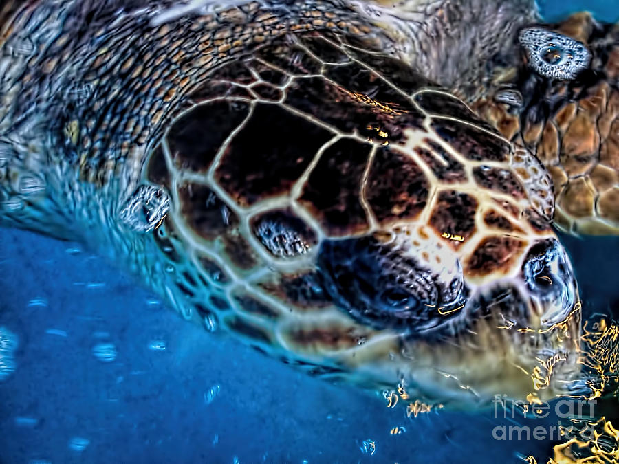 Sea Turtle Portrait  Photograph by Olga Hamilton