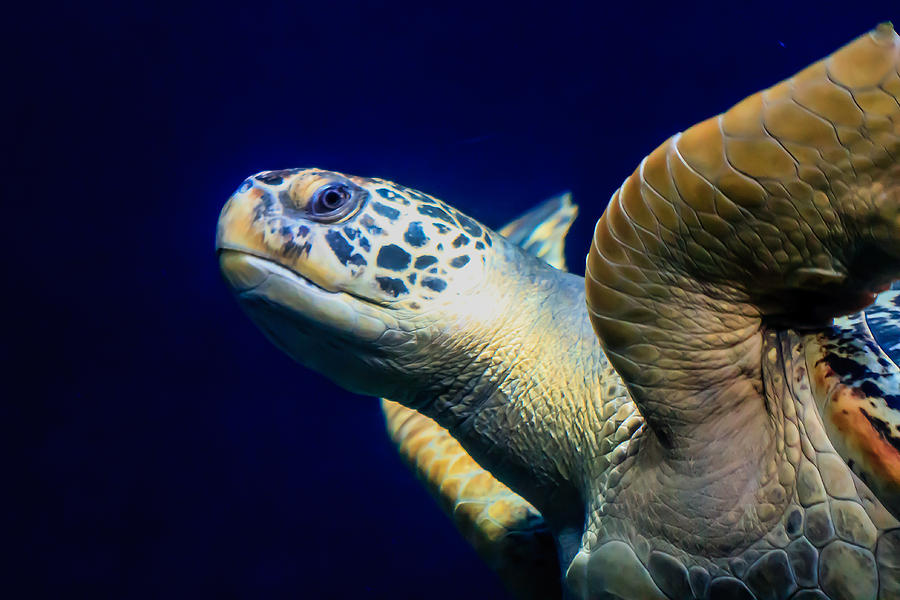 Sea Turtle Digital Art by Ray Shiu