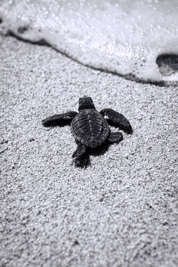 Turtle Photograph - Sea Turtle by Sebastian Musial
