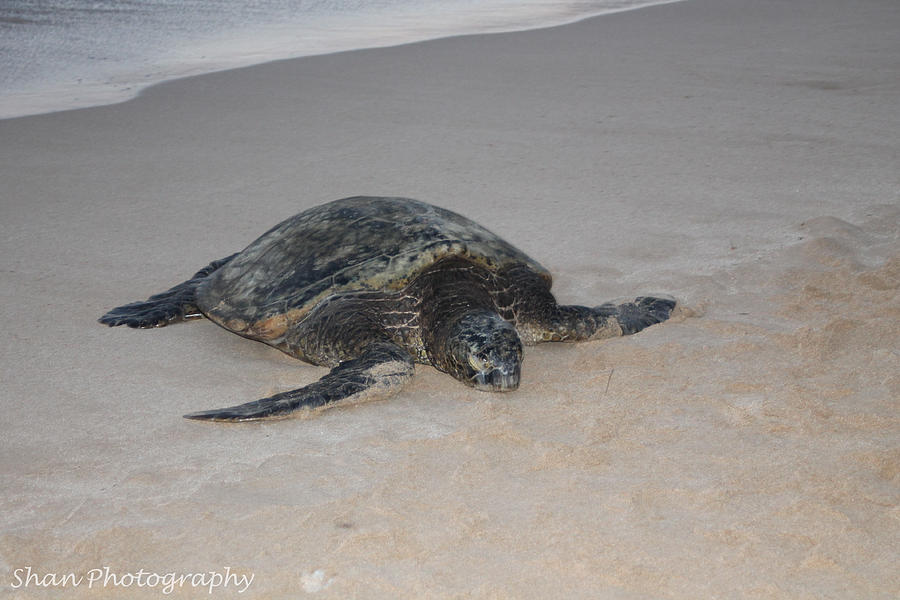 Sea Turtle Photograph by Shan Photography - Fine Art America