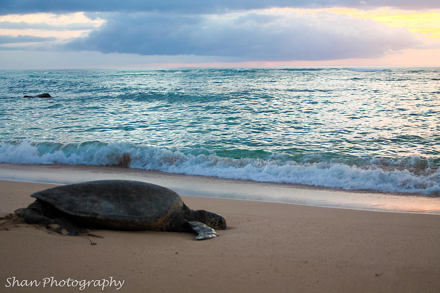 Sea Turtle Sunset Photograph by Shan Photography - Fine Art America