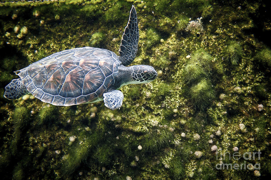 Sea turtle swimming along edge Photograph by Dan Friend