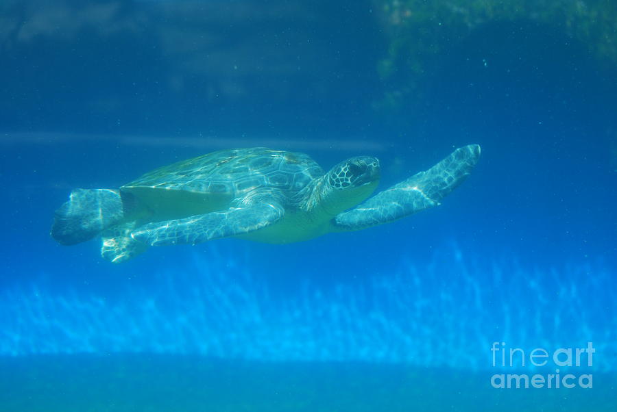 Sea Turtle Swimming Photograph by DejaVu Designs