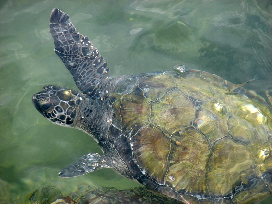 Sea Turtle Two Photograph by Peggy Burley - Fine Art America