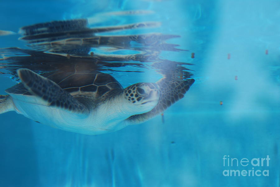 Sea Turtle Under the Surface Photograph by DejaVu Designs