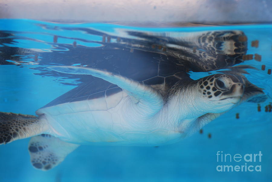 Sea Turtle Underwater Photograph by DejaVu Designs