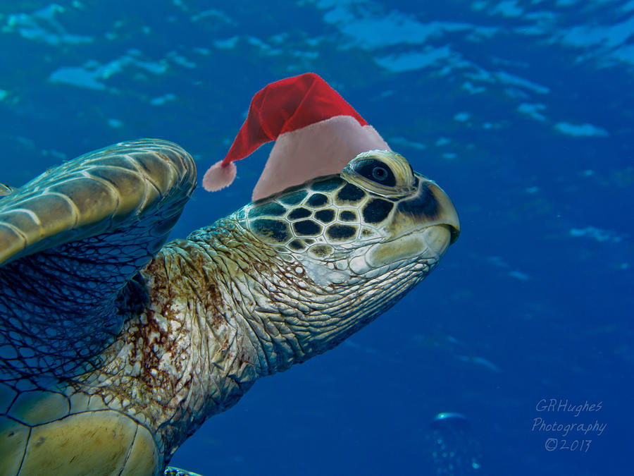 Sea Turtle with Santa Hat Photograph by Gary Hughes
