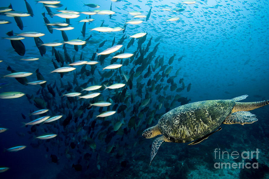 Sea turtles Photograph by Boon Mee