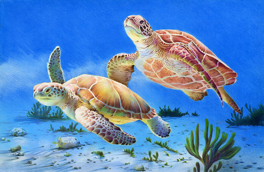 Turtle Drawing - Sea Turtles by Cheyenne Chen 12th grade by California Coastal Commission