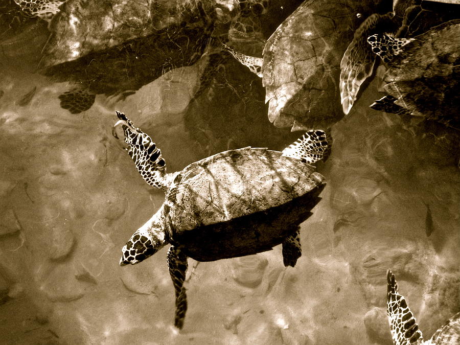 Sea Turtles by Kim Pippinger Sea Turtles by Kim Pippinger