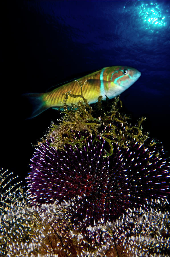 Sea Urchin And Fish Photograph by © Francesco Pacienza