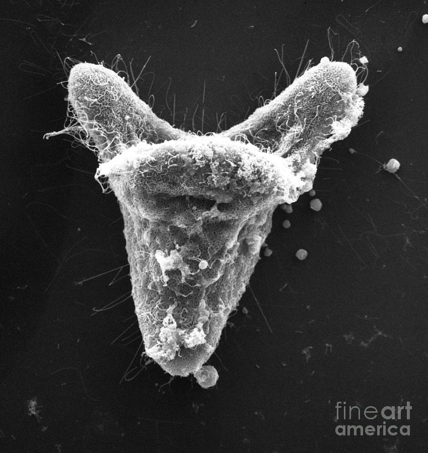 Sea Urchin Embryo Photograph By David M Phillips