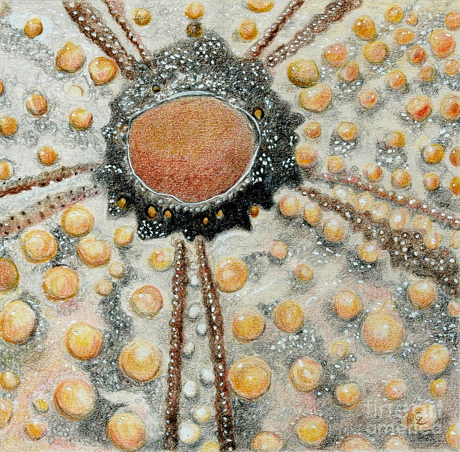 Sea Urchin Drawing by Glenda Zuckerman