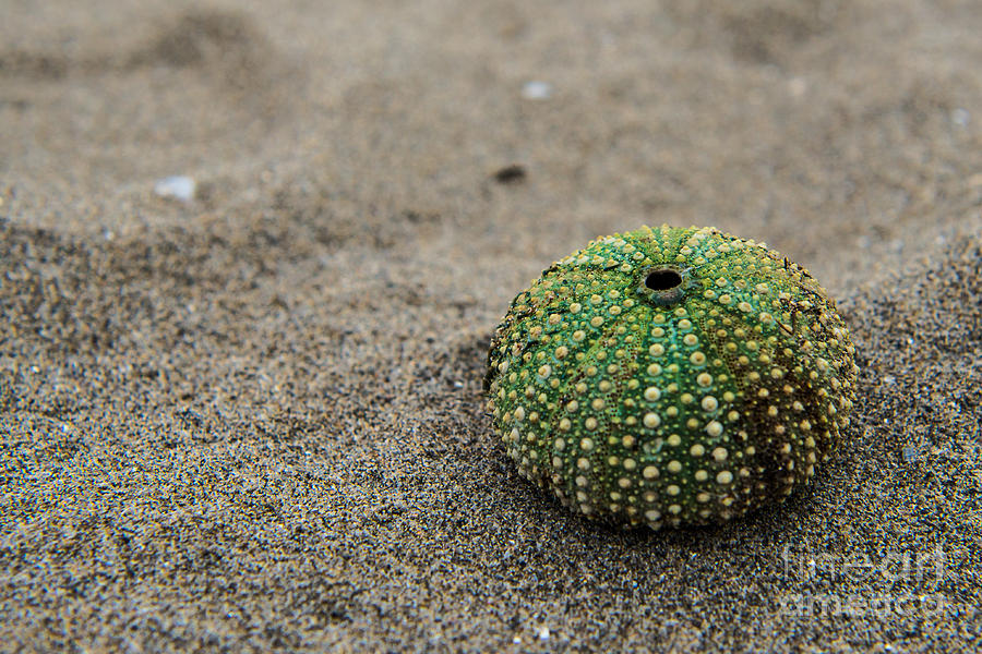 Sea Urchin  Photograph by Hannes Cmarits