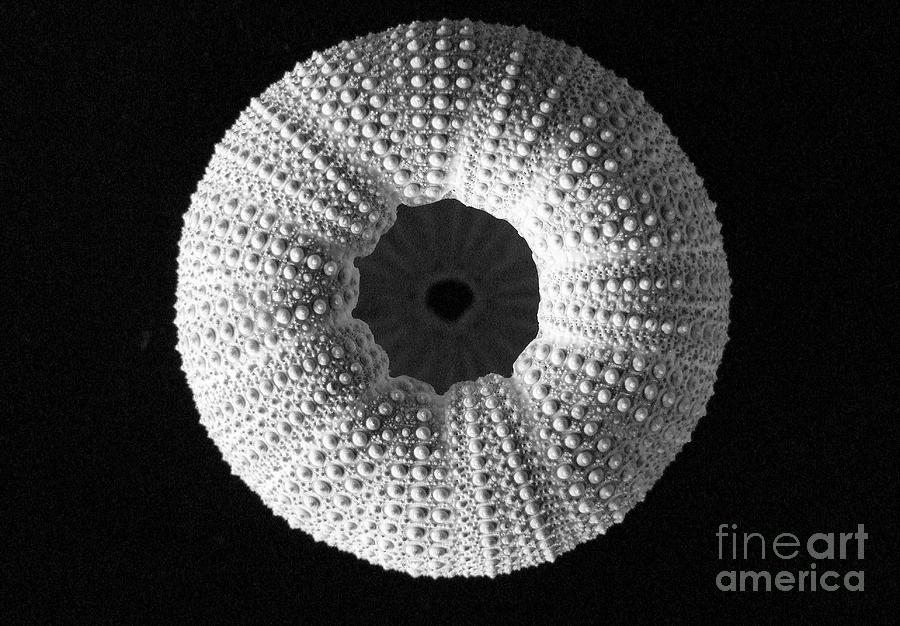 Sea Urchin In Black And White Photograph