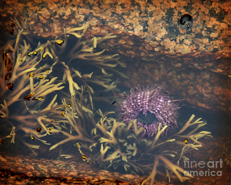 Sea Urchin Photograph by Jemmy Archer