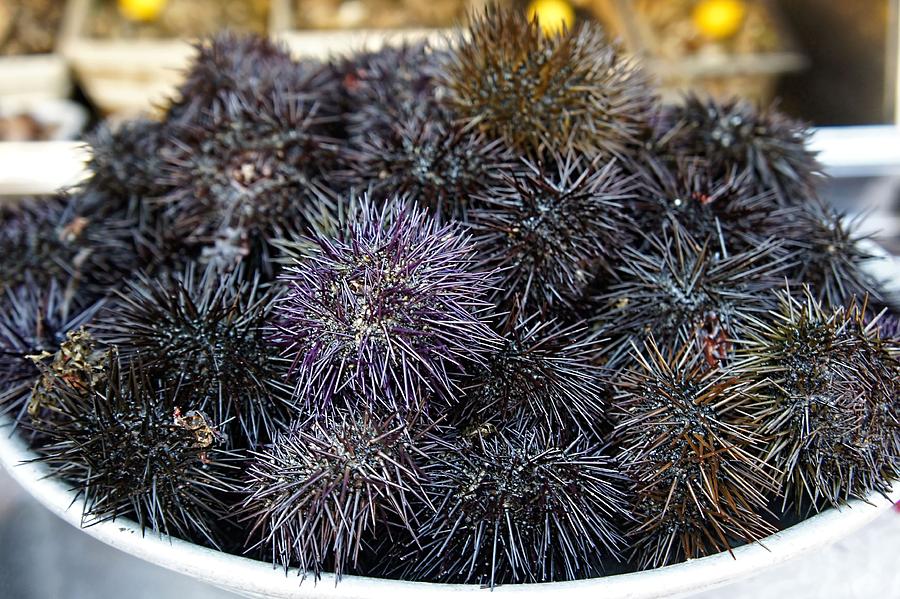 Sea Urchin Photograph by Jenny Hudson