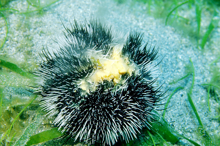 Sea Urchin Releasing Eggs Photograph by Andrew J. Martinez