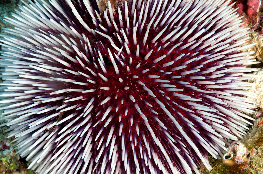 Sea Urchin Photograph by Roy Pedersen