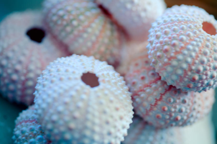 Sea Urchin Shells Photograph by Bonnie Bruno