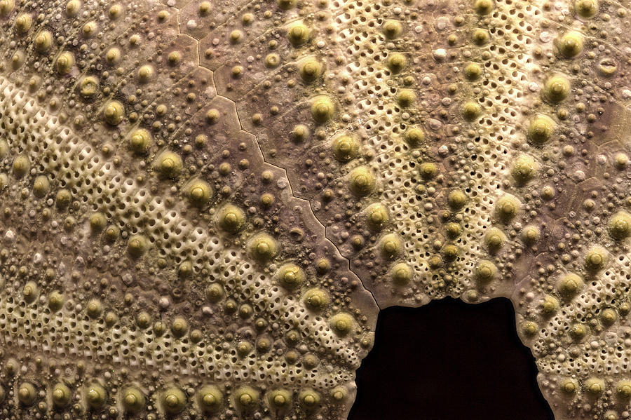 Sea Urchin Skeleton Design Photograph by Jean Noren