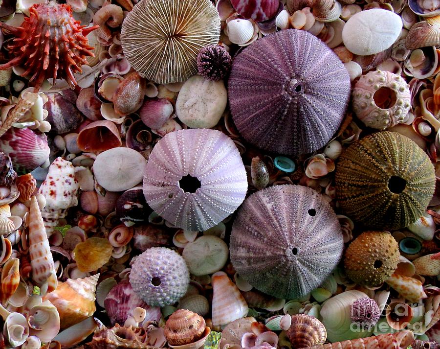 Sea Urchins And Shells Photograph By Sylvie Heasman