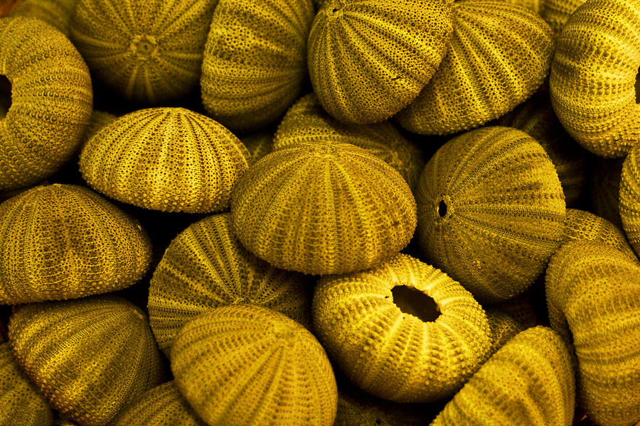 Sea Urchins Photograph by Bill Barber