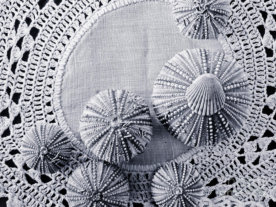 Sea Urchins on Lace Photograph by Colleen Kammerer