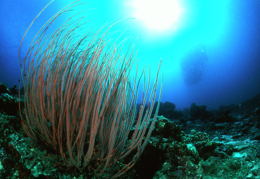 Sea Whips Photograph by Matthew Oldfield/science Photo Library