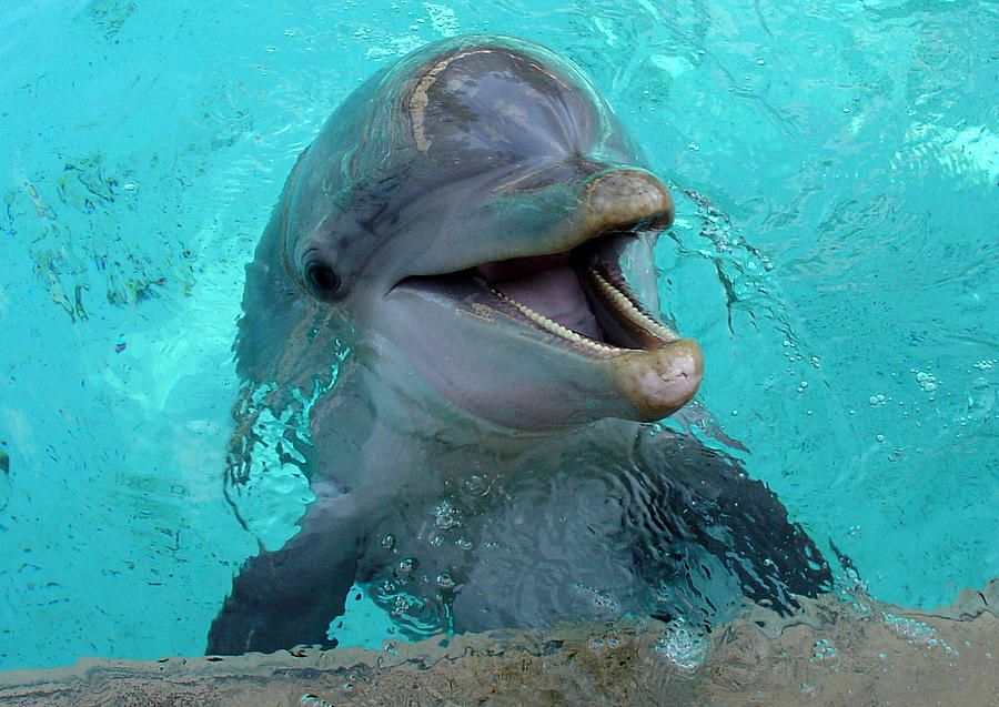 Sea World Dolphin Photograph by David Nicholls