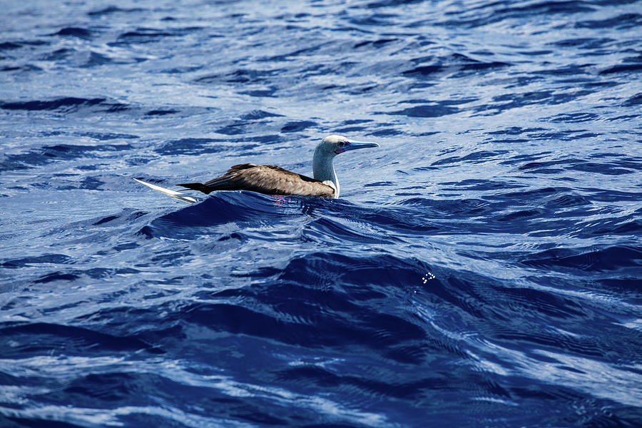 Seabird Swimming In The Pacific Ocean Photograph by Panoramic Images