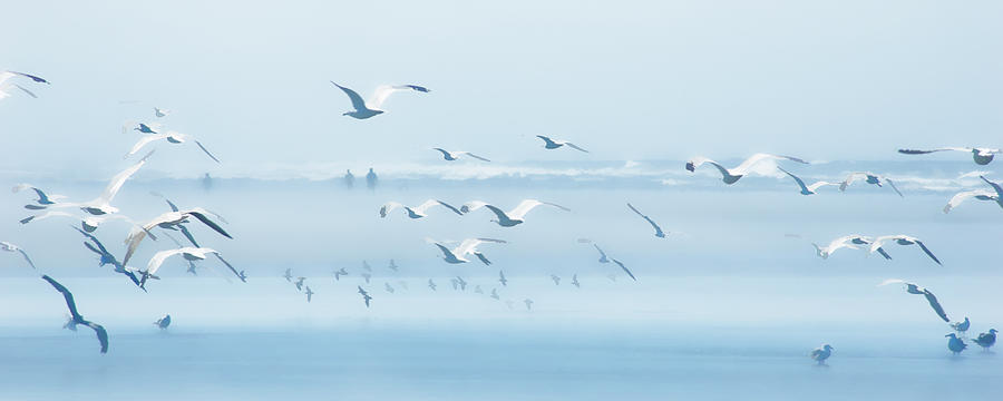Seabirds and Silhouettes Photograph by Allan Van Gasbeck