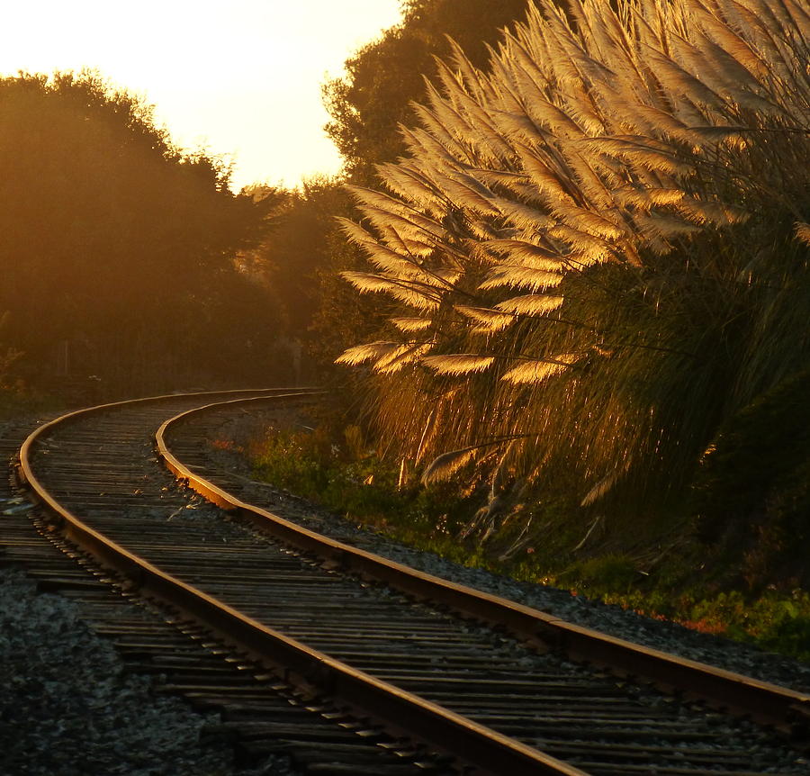 Seacliff Tracks at Sunset Photograph by Amelia Racca