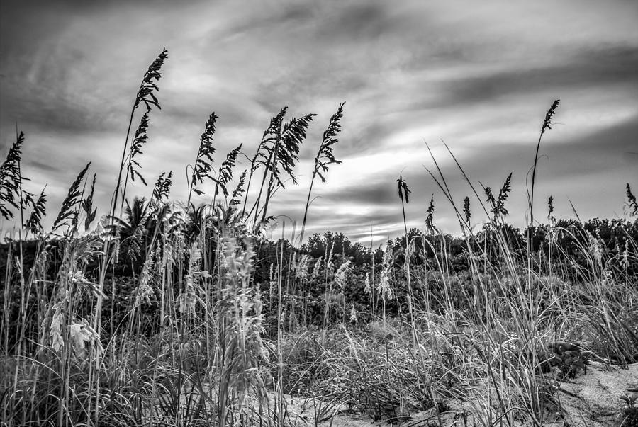 Seagrass Sunset in BW Photograph by George Kenhan