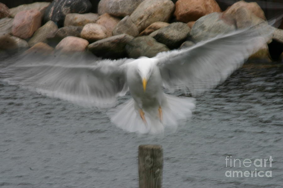 Seagul flying Photograph by Susanne Baumann
