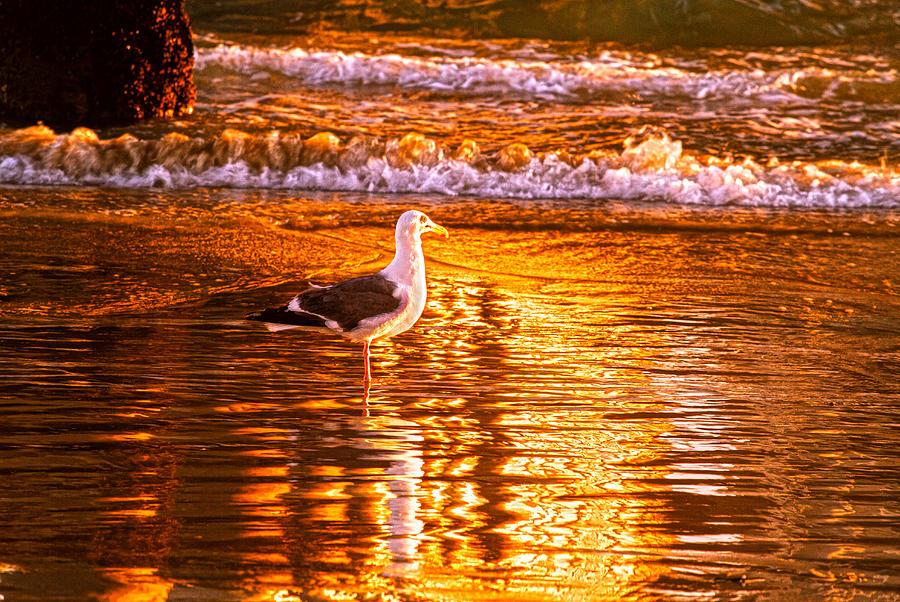 Seagul reflects on a Golden Molten Shore Photograph by Denise Dube