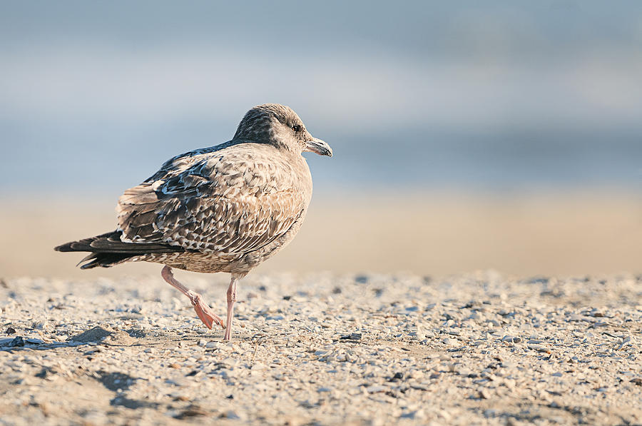 Seagull Photograph - Seagull - Beach - Bird by SharaLee Art