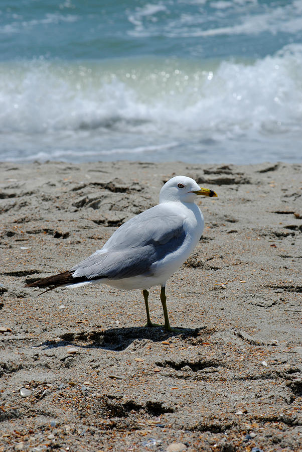 Seagull Photograph - Seagull 1 Series 1 by Kelly Nowak