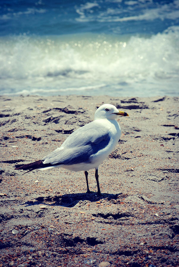 Seagull 1 Series 2 Photograph by Kelly Nowak
