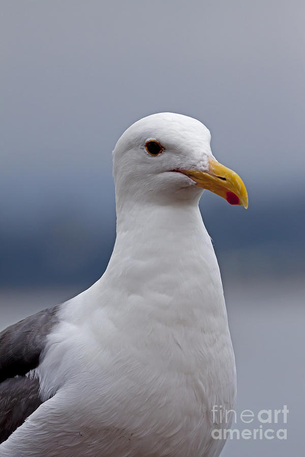 Seagull   #2284 Photograph by J L Woody Wooden