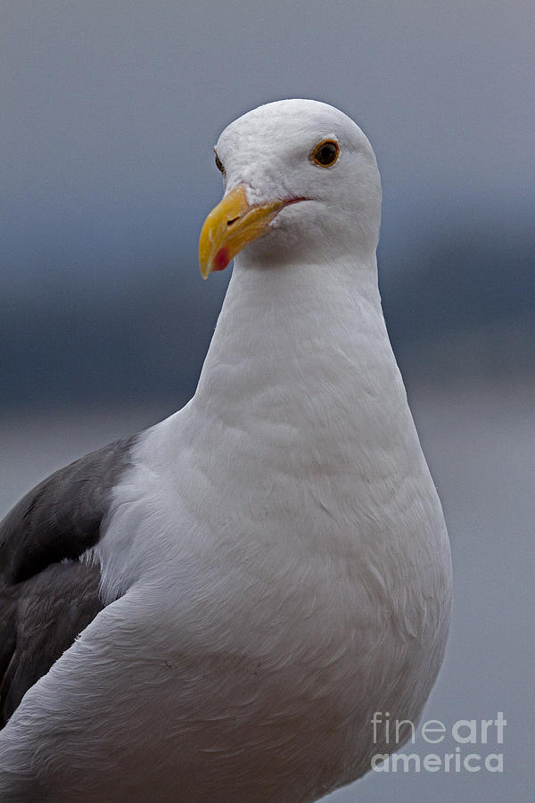 Seagull   #2288 Photograph by J L Woody Wooden