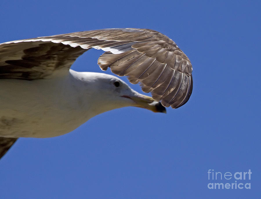 Seagull  #3511 Photograph by J L Woody Wooden
