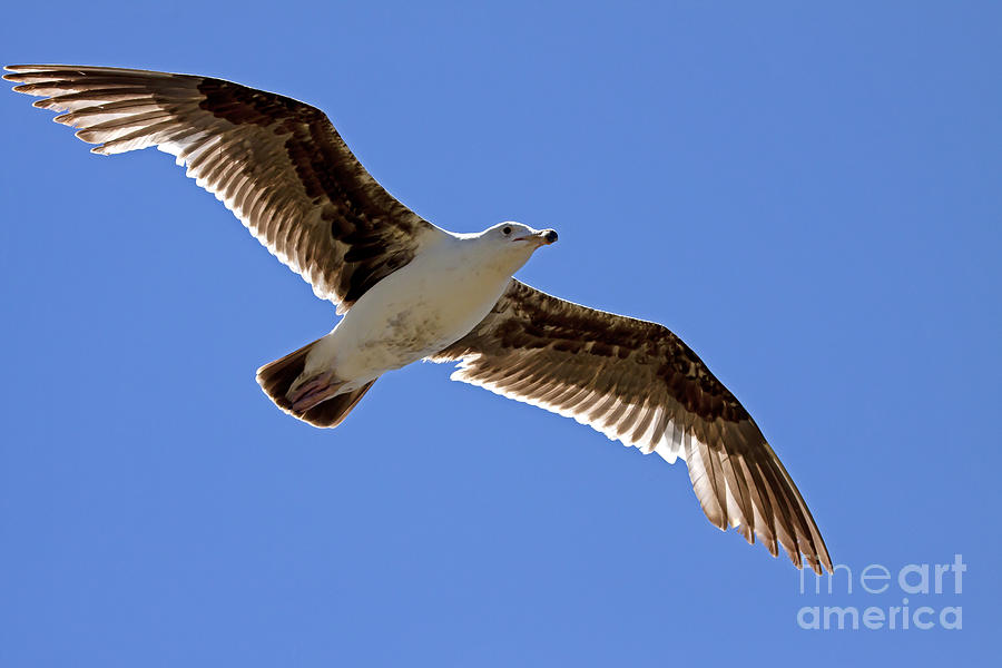 Seagull   #3526 Photograph by J L Woody Wooden