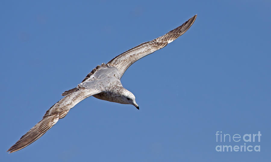 Seagull   #3626 Photograph by J L Woody Wooden