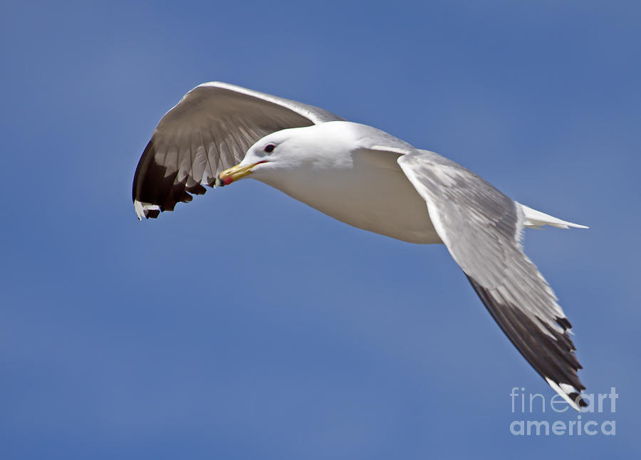 Seagull  #3936 Photograph by J L Woody Wooden