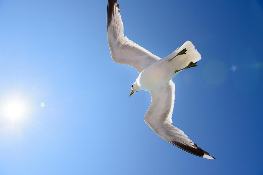 Seagull against blue sky, free as a bird Photograph by Olaser
