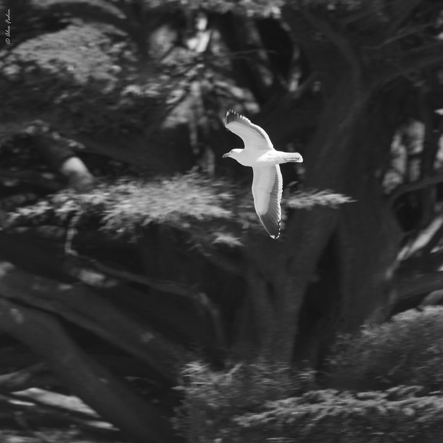 Seagull Photograph by Alexander Fedin