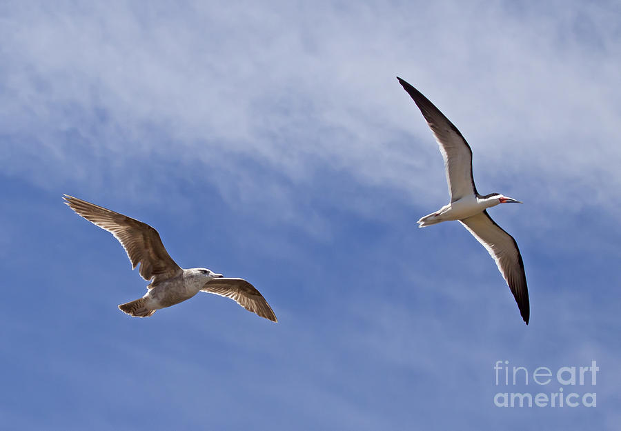 Seagull And Black Skimmer   #3669 Photograph by J L Woody Wooden