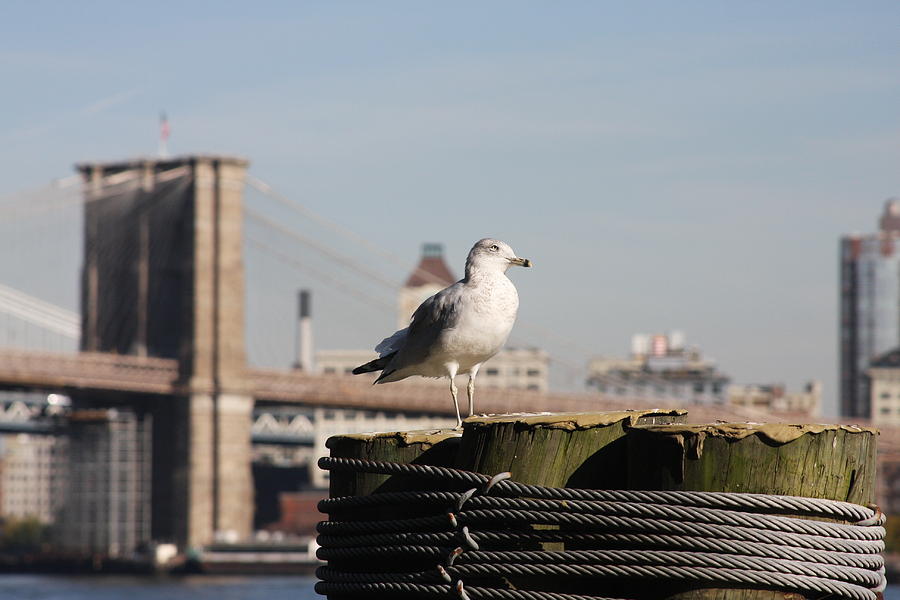 Seagull and Brooklyn Bridge Photograph by Vadim Levin